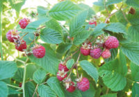 whatcom county raspberries